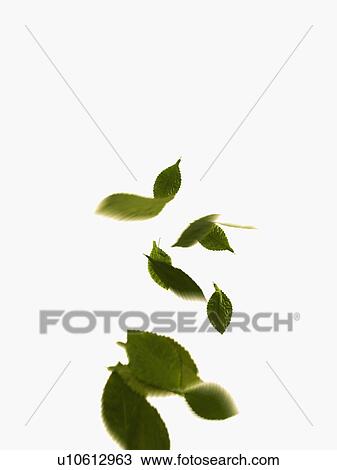 Stock Image - Leaves on white background. Fotosearch