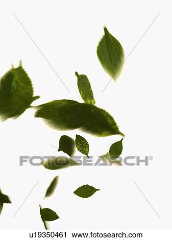 Stock Image - Leaves on white background. Fotosearch