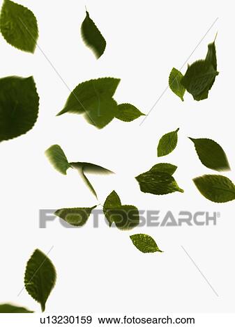 Stock Photo - Leaves on white background. Fotosearch