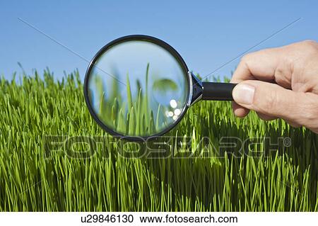 Stock Image - Male hand holding magnifying glass over grass. Fotosearch