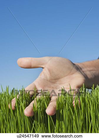 Stock Photo - Male hand touching grass. Fotosearch