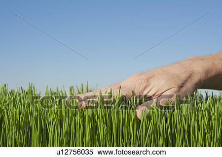 Stock Photography - Male hand touching grass. Fotosearch