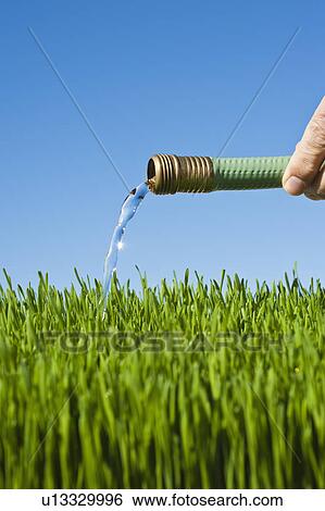 Stock Photograph - Man watering grass using hose. Fotosearch