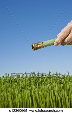 Man watering grass using hose View Large Photo Image Stock Photography - Man watering grass using hose. Fotosearch