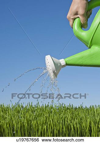 Stock Photograph - Man watering grass using watering can. Fotosearch