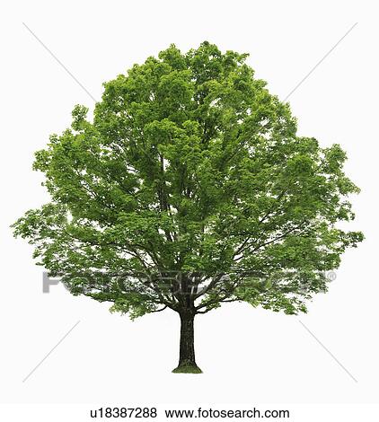 Stock Photo - Maple tree on white background. Fotosearch