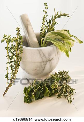 Mortar and pestle with herbs View Large Photo Image Picture - Mortar and pestle with herbs. Fotosearch