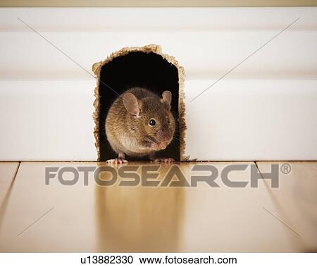 Stock Image - Mouse in mouse hole. Fotosearch
