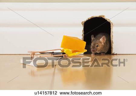 Mousetrap with cheese in front of mouse hole View Large Photo Image Stock Image - Mousetrap with cheese in front of mouse hole. Fotosearch