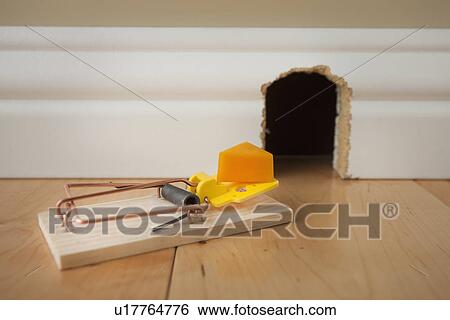 Mousetrap with cheese in front of mouse hole View Large Photo Image Stock Photograph - Mousetrap with cheese in front of mouse hole. Fotosearch
