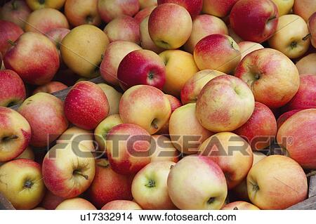 Picture - Pile of apples on market stall. Fotosearch