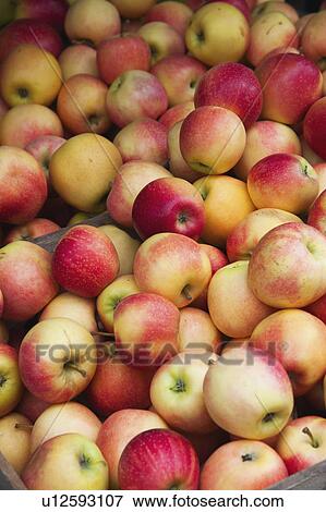 Pile of apples on market stall View Large Photo Image Stock Photo - Pile of apples on market stall. Fotosearch