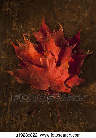 Stock Image - Pile of Autumn Maple leaves. Fotosearch