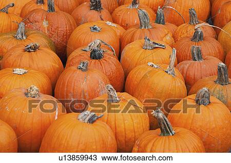 Pumpkins on market stall View Large Photo Image Stock Image - Pumpkins on market stall. Fotosearch