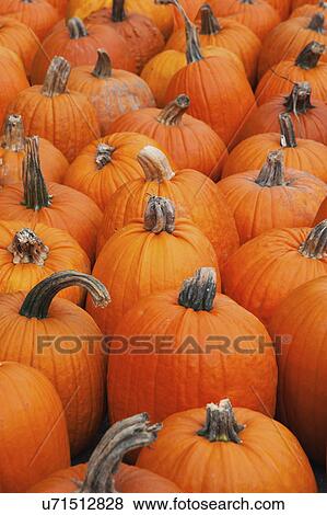 Pumpkins on market stall View Large Photo Image Stock Photo - Pumpkins on market stall. Fotosearch