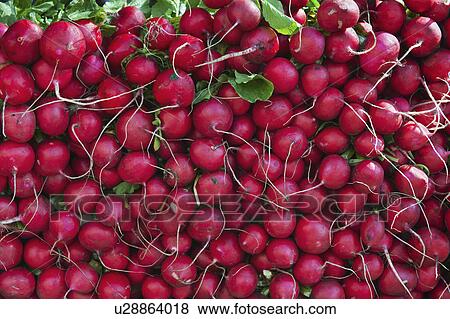 Radishes on market stall View Large Photo Image Stock Photo - Radishes on market stall. Fotosearch