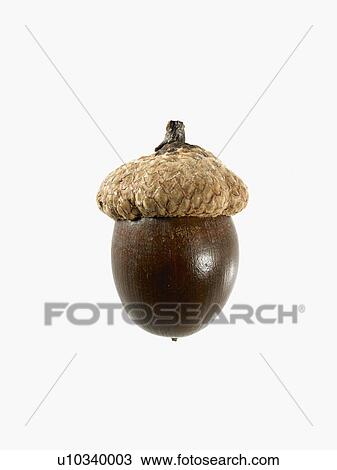 Studio shot of acorn View Large Photo Image Stock Image - Studio shot of acorn. Fotosearch