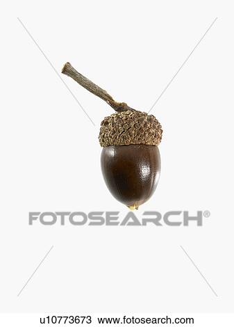 Stock Image - Studio shot of acorn. Fotosearch