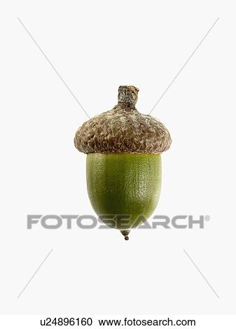 Stock Image - Studio shot of acorn. Fotosearch