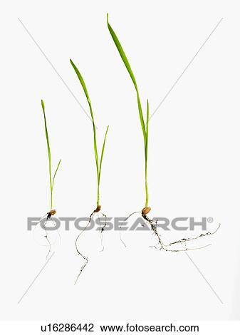 Stock Image - Studio shot of blades of grass with bulbs and roots. Fotosearch