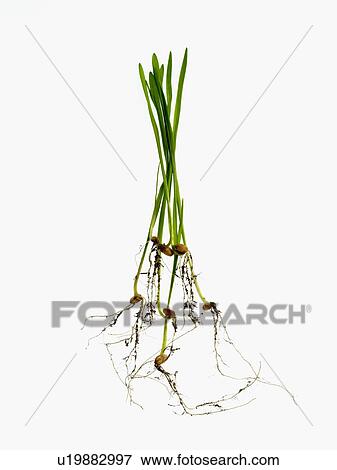 Stock Photo - Studio shot of blades of grass with bulbs and roots. Fotosearch