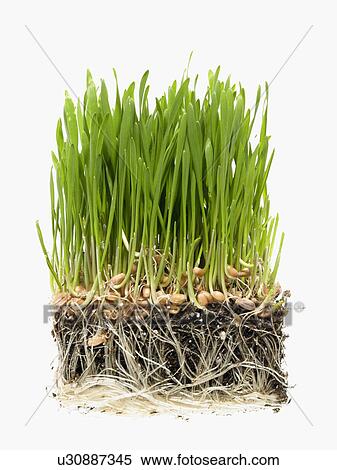Studio shot of grass on soil View Large Photo Image Stock Photography - Studio shot of grass on soil. Fotosearch