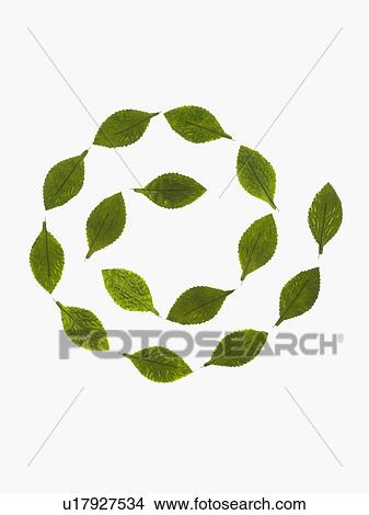 Picture - Studio shot of green leaves in spiral. Fotosearch
