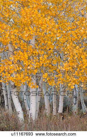 USA, California, Aspen tree trunks View Large Photo Image Stock Image - USA, California, Aspen tree trunks. Fotosearch