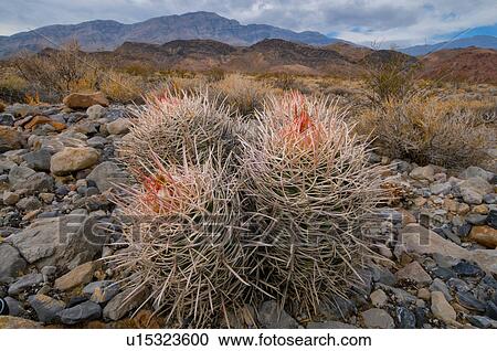 USA, California, Cactus in desert View Large Photo Image Stock Image - USA, California, Cactus in desert . Fotosearch