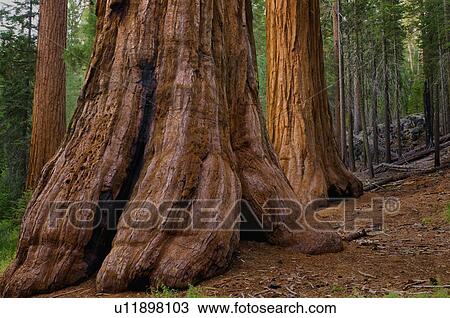 Stock Image - USA, California, Giant Sequoia tree. Fotosearch