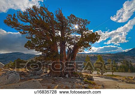 Stock Photo - USA, California, Juniper tree on rocks. Fotosearch