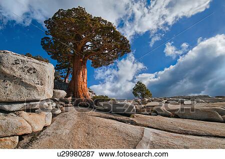 Stock Photo - USA, California, Juniper tree on rocks. Fotosearch