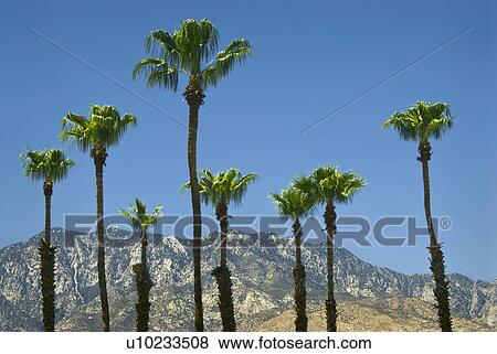 USA, California, Palm Springs, palms and mountains View Large Photo Image Stock Photo - USA, California, Palm Springs, palms and mountains. Fotosearch