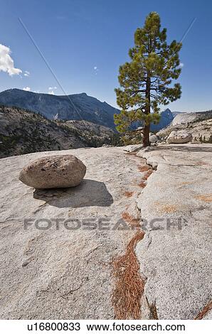 Stock Image - USA, California, Pine tree on rock. Fotosearch