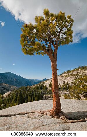 USA, California, Pine tree on rock View Large Photo Image Stock Photo - USA, California, Pine tree on rock. Fotosearch