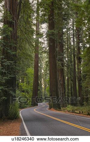 Stock Image - USA, California, road through Redwood forest. Fotosearch