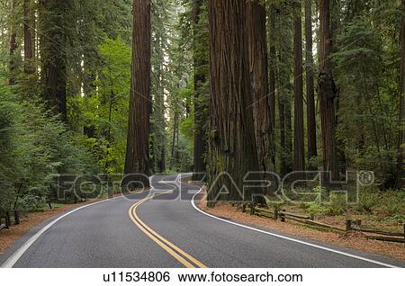 USA, California, road through Redwood forest View Large Photo Image Stock Photograph - USA, California, road through Redwood forest. Fotosearch