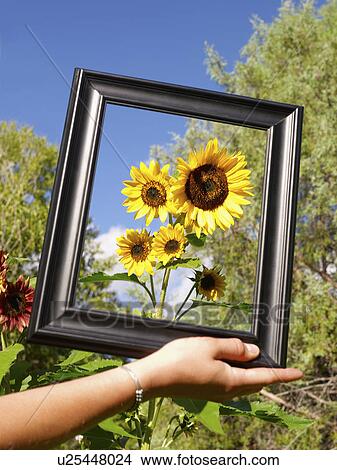 Picture - USA, Colorado, Human hand holding picture frame in front of sunflowers. Fotosearch