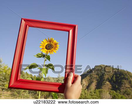 USA, Colorado, Human hand holding picture frame in front of sunflower View Large Photo Image Stock Image - USA, Colorado, Human hand holding picture frame in front of sunflower. Fotosearch