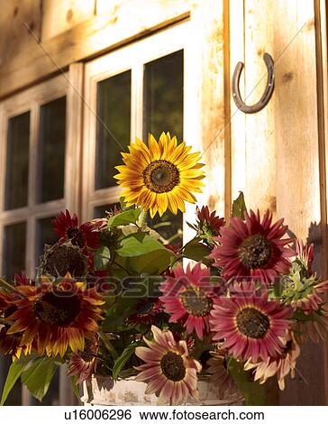 USA, Colorado, Sunflowers flowering in flower pot View Large Photo Image Stock Photograph - USA, Colorado, Sunflowers flowering in flower pot. Fotosearch