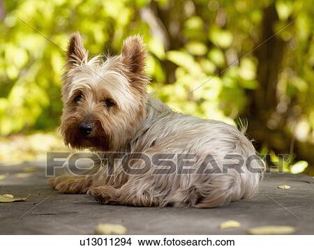 USA, Colorado, Yorkshire terrier lying down and looking at camera View Large Photo Image Picture - USA, Colorado, Yorkshire terrier lying down and looking at camera. Fotosearch