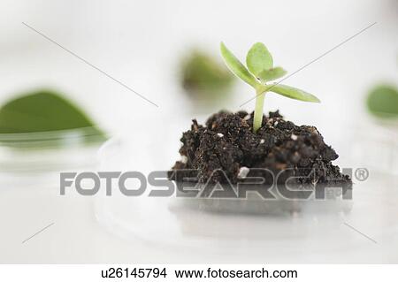 Picture - USA, New Jersey, Jersey City, Botanic laboratory. Fotosearch