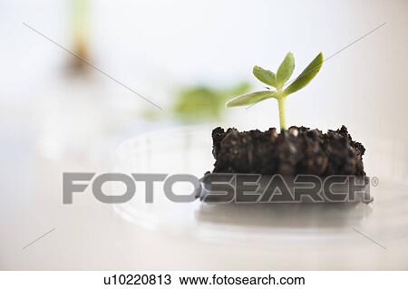 Stock Image - USA, New Jersey, Jersey City, Botanic laboratory. Fotosearch