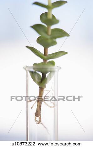 Stock Image - USA, New Jersey, Jersey City, Botanic laboratory. Fotosearch