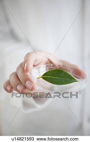 Stock Image - USA, New Jersey, Jersey City, Botanic laboratory. Fotosearch
