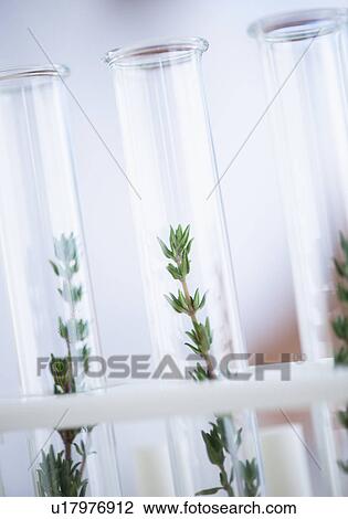 Stock Image - USA, New Jersey, Jersey City, Botanic laboratory. Fotosearch