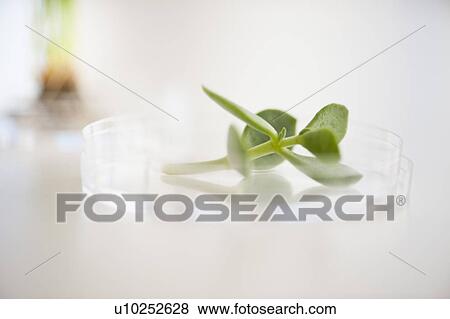 USA, New Jersey, Jersey City, Botanic laboratory View Large Photo Image Stock Photo - USA, New Jersey, Jersey City, Botanic laboratory. Fotosearch