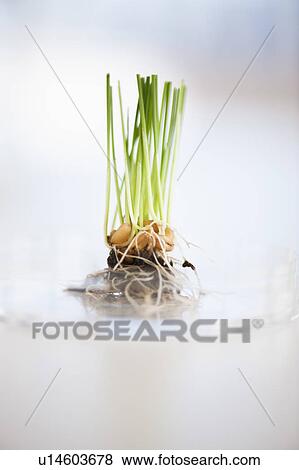 Stock Photo - USA, New Jersey, Jersey City, Botanic laboratory. Fotosearch