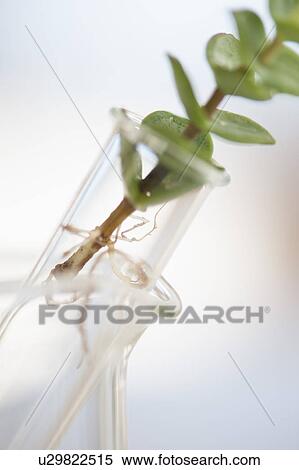Stock Photography - USA, New Jersey, Jersey City, Botanic laboratory. Fotosearch