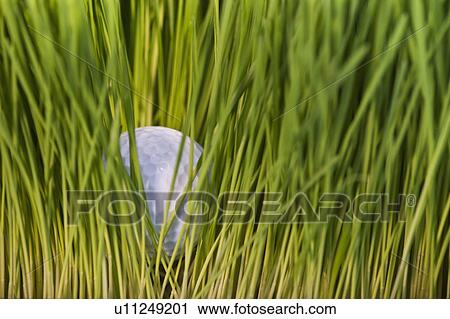 Stock Image - USA, New Jersey, Jersey City, Close-up view of golf ball in grass. Fotosearch
